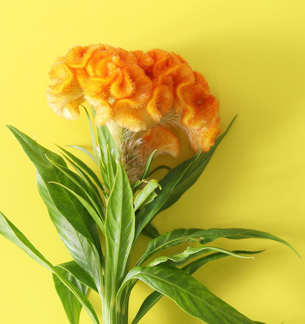 名古屋POPUP開催のお知らせ