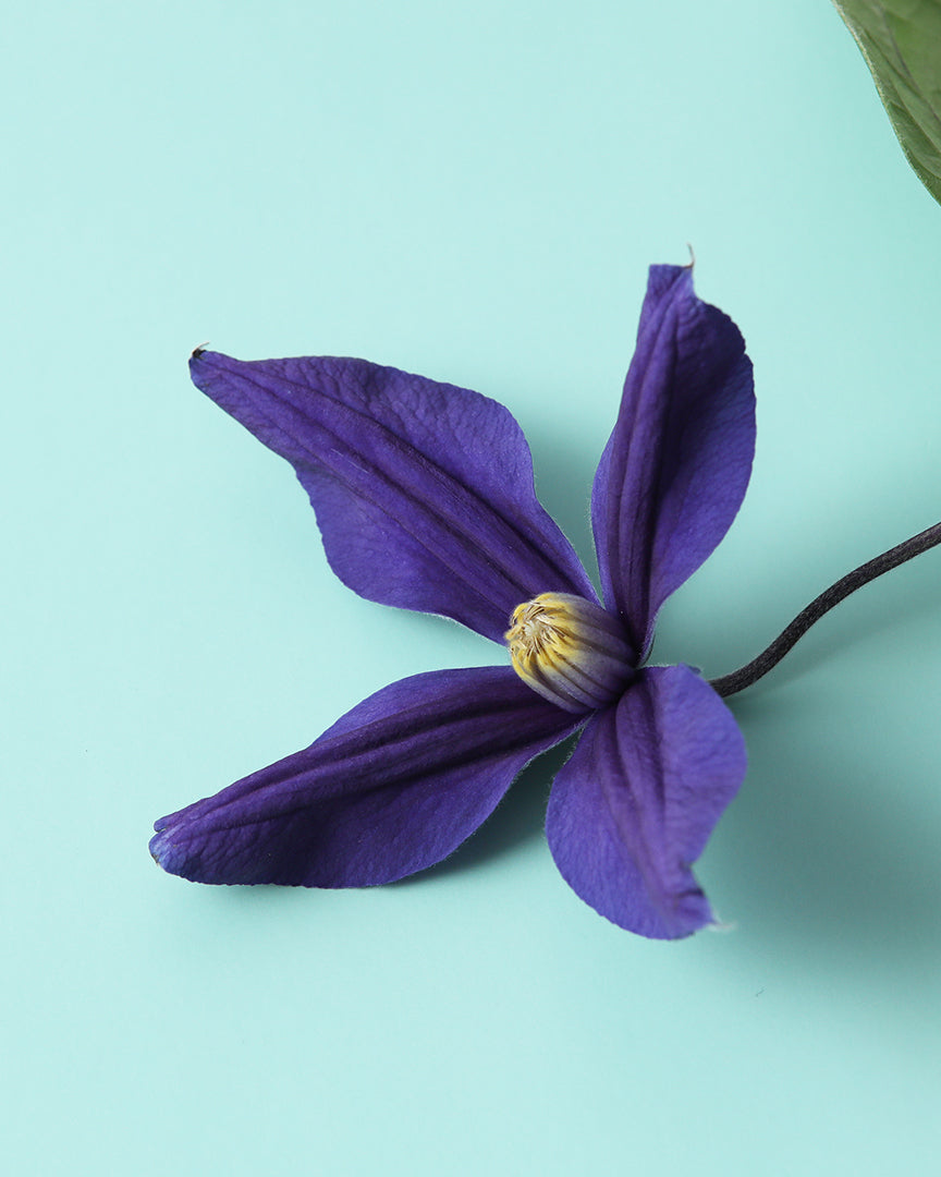 POPUP 開催のお知らせ