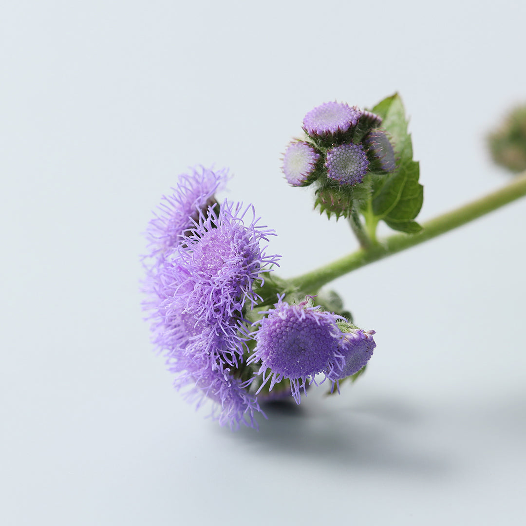 東京POP UP開催のお知らせ