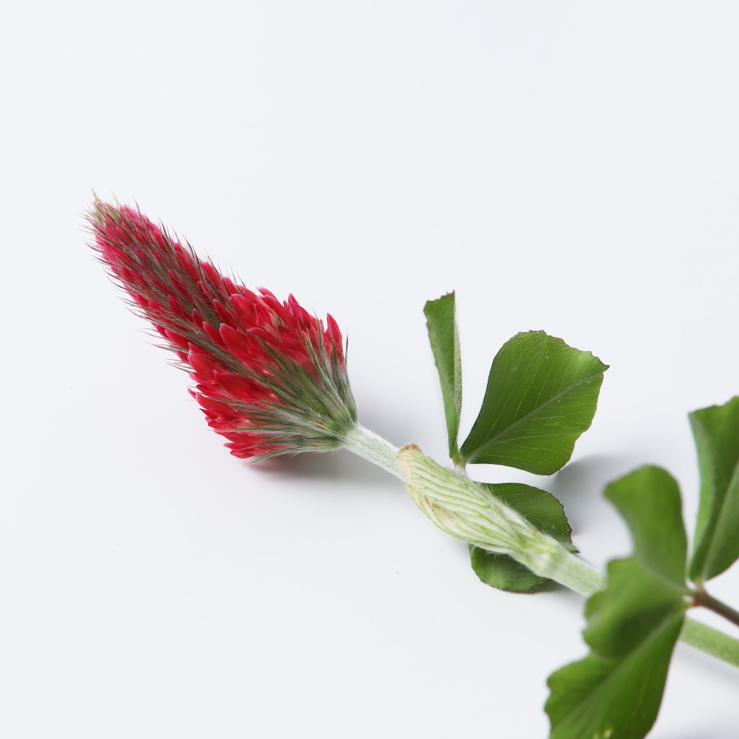 今からの季節おすすめのピアス特集