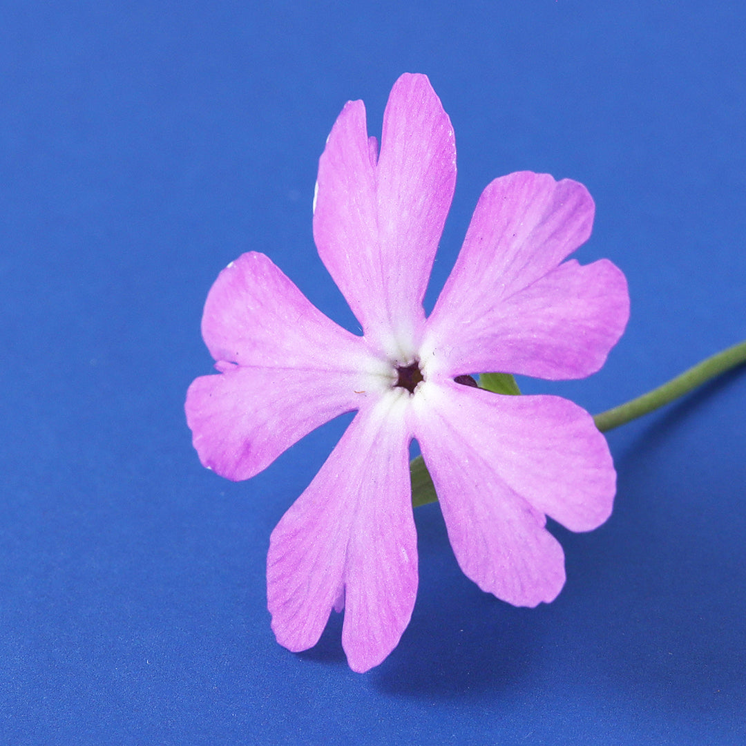 いよいよ東京POPUPが始まります!