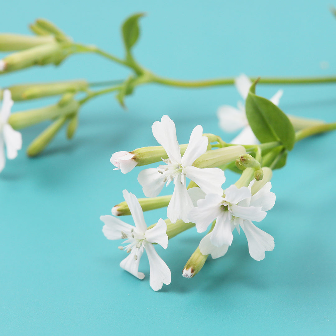 山梨POPUPのお知らせ