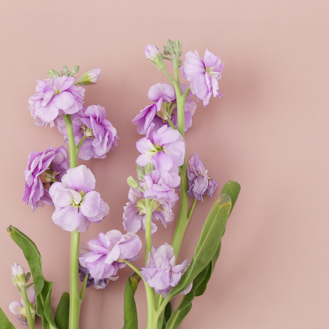 銀行振込一時停止のお知らせ