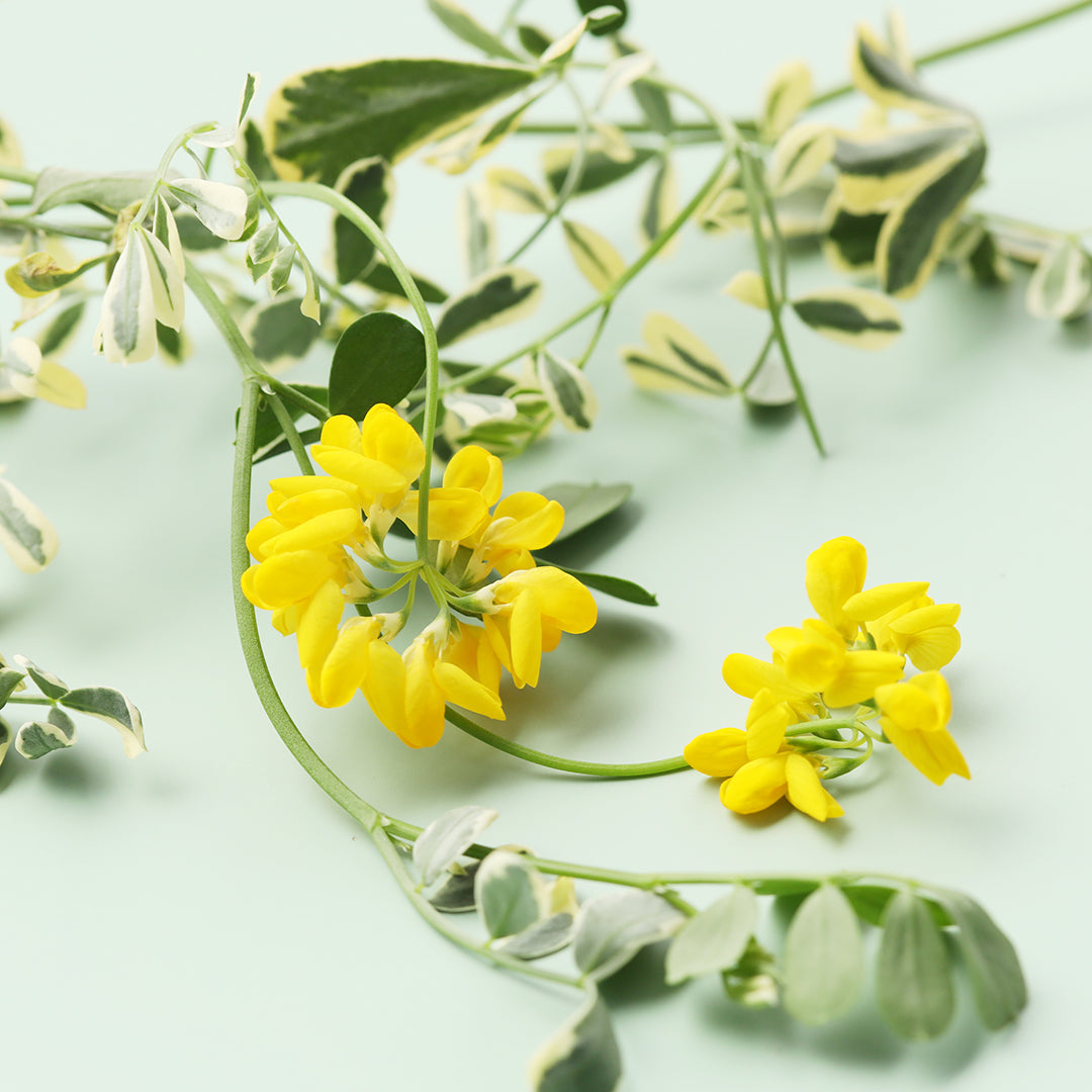 大阪POPUP開催のお知らせ